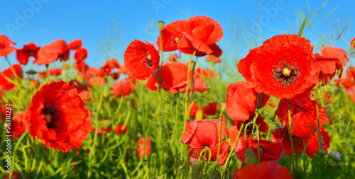 Fototapeta Naklejka Na Ścianę i Meble -  Poppies