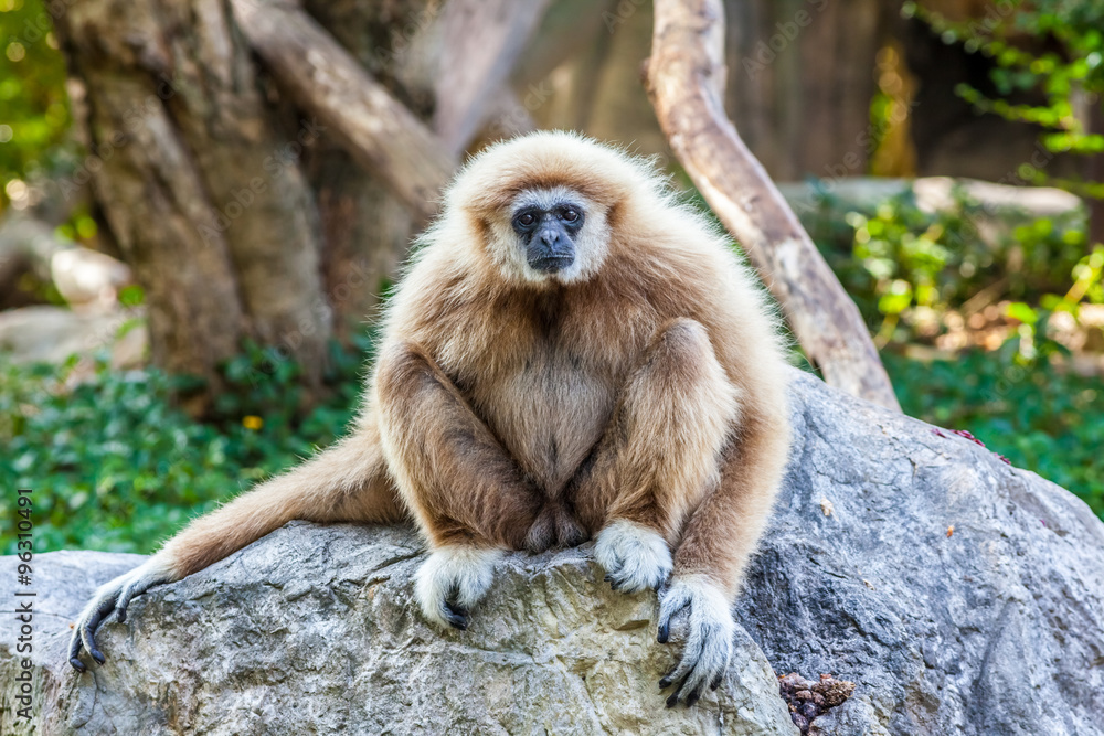 Naklejka premium Northern white cheeked gibbon