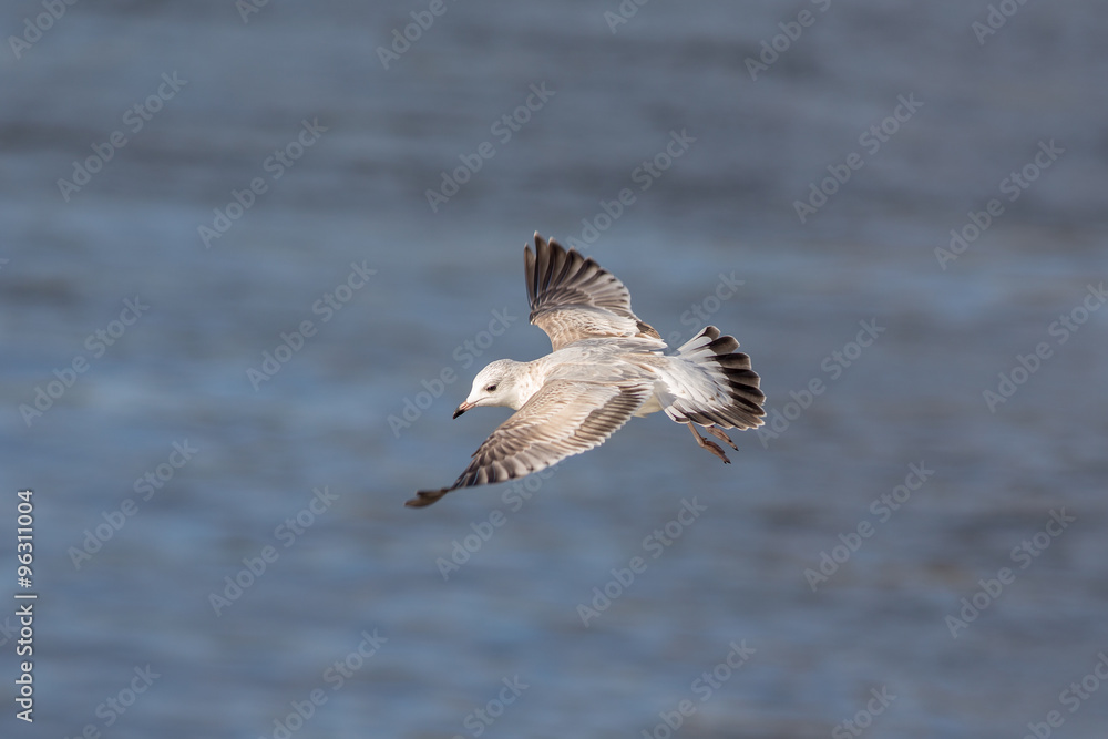 gull above water gull above water