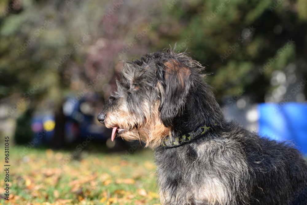 Profil eines Rauhaardackels