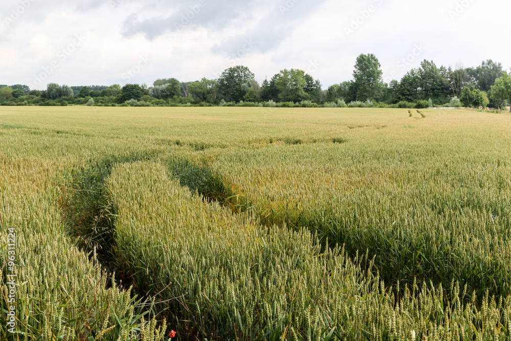 Fototapeta premium Field with road and tracks