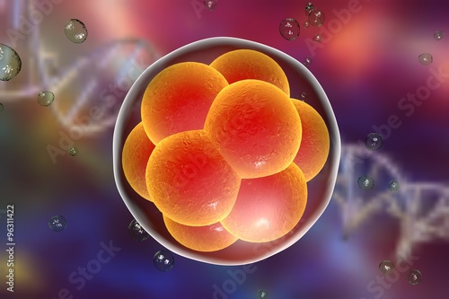 Human embryo on the stage of 16 cells on background with DNA photo
