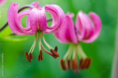 Fototapeta Naklejka Na Ścianę i Meble -  Türkenbundlilie Macro in der Blütezeit