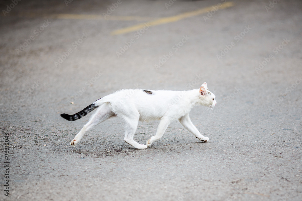 White cat crossing from left sales to right