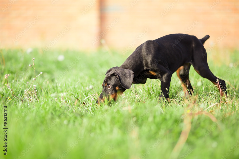 doberman pinscher puppy in garden