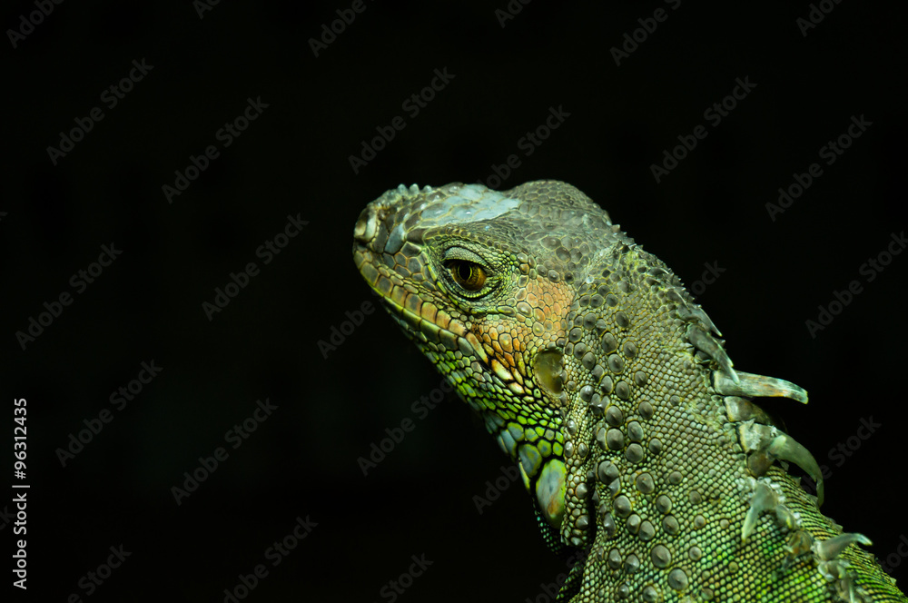 Fototapeta premium Agamidae with back background