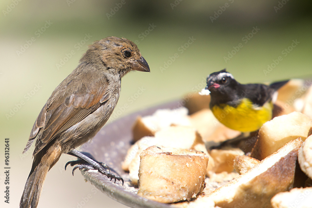 Fototapeta premium Coereba flaveola - Bananaquit