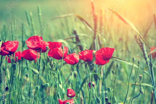 Fototapeta Naklejka Na Ścianę i Meble -  Sunset over poppies field