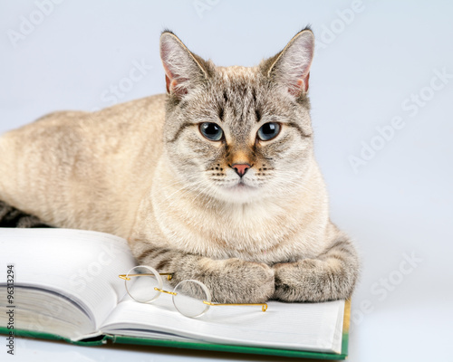 Business cat with book and glasses