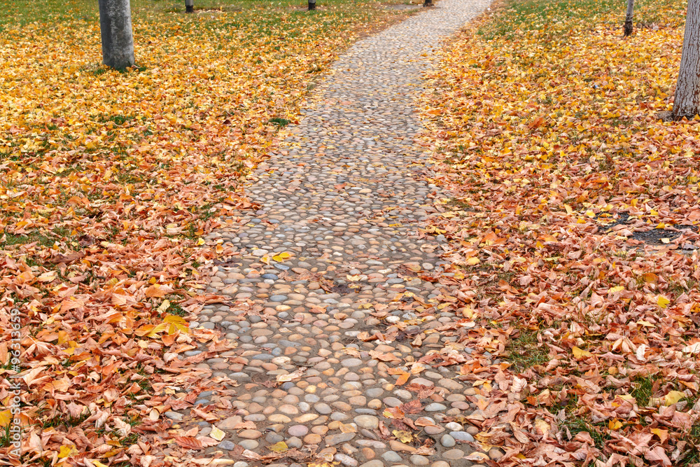 footpath with autumn leaves fall in the garden footpath with autumn leaves fall in the garden