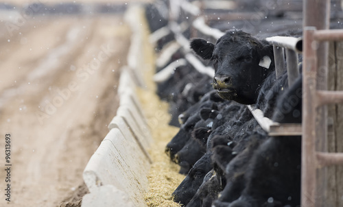 Canvas Print Feedlot Cattle in the Snow, Muck & Mud