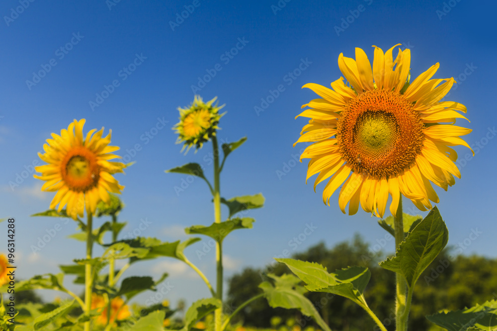 Obraz premium Sunflower on blue sky