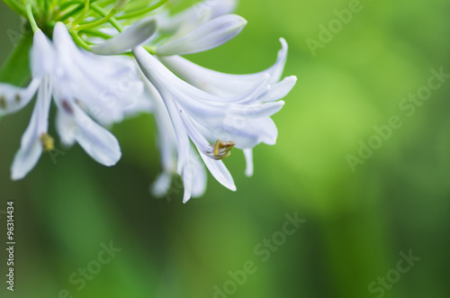 African lily_Agapanthus