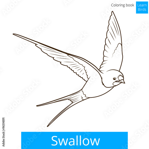 Swallow learn birds educational game vector