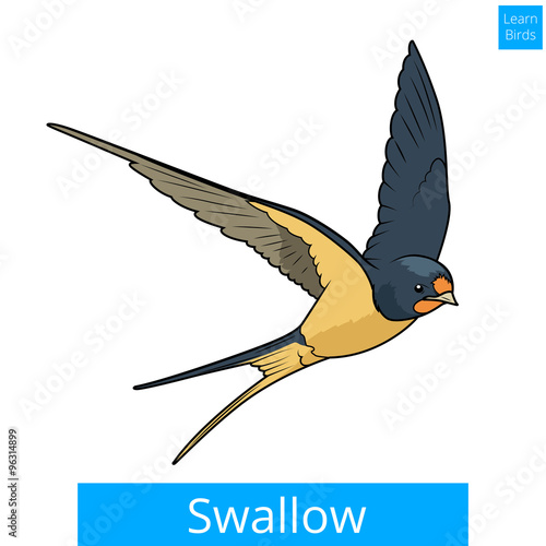 Swallow learn birds educational game vector