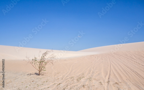 The tree in white sand dunes in Jericoacoara, Brazil