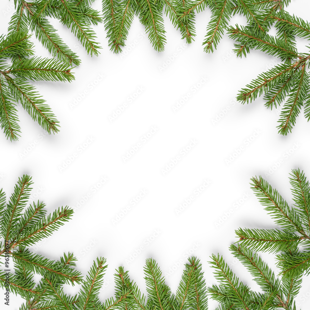 fir branches border on white background