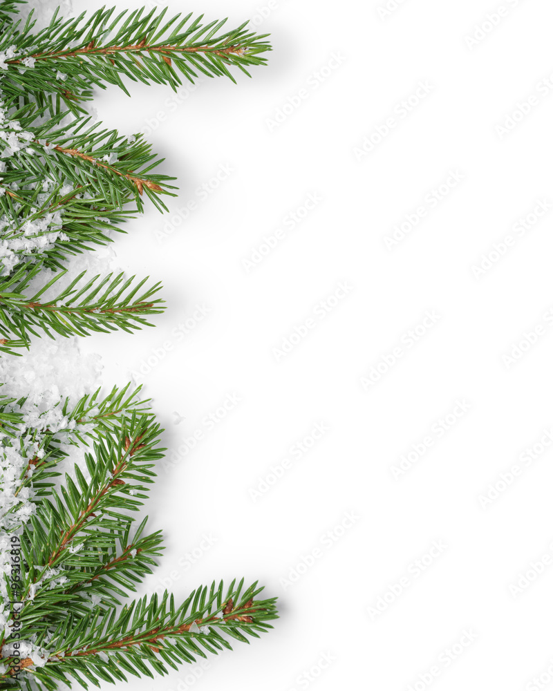 fir branches border on white background
