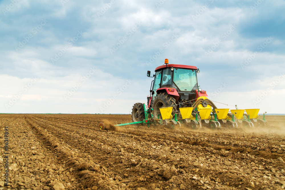 Fototapeta premium Farmer seeding crops at field