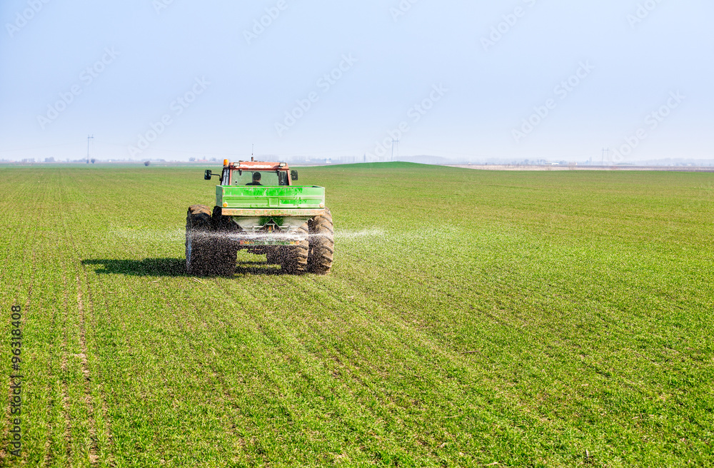 Obraz premium Farmer in tractor fertilizing wheat field at spring with npk