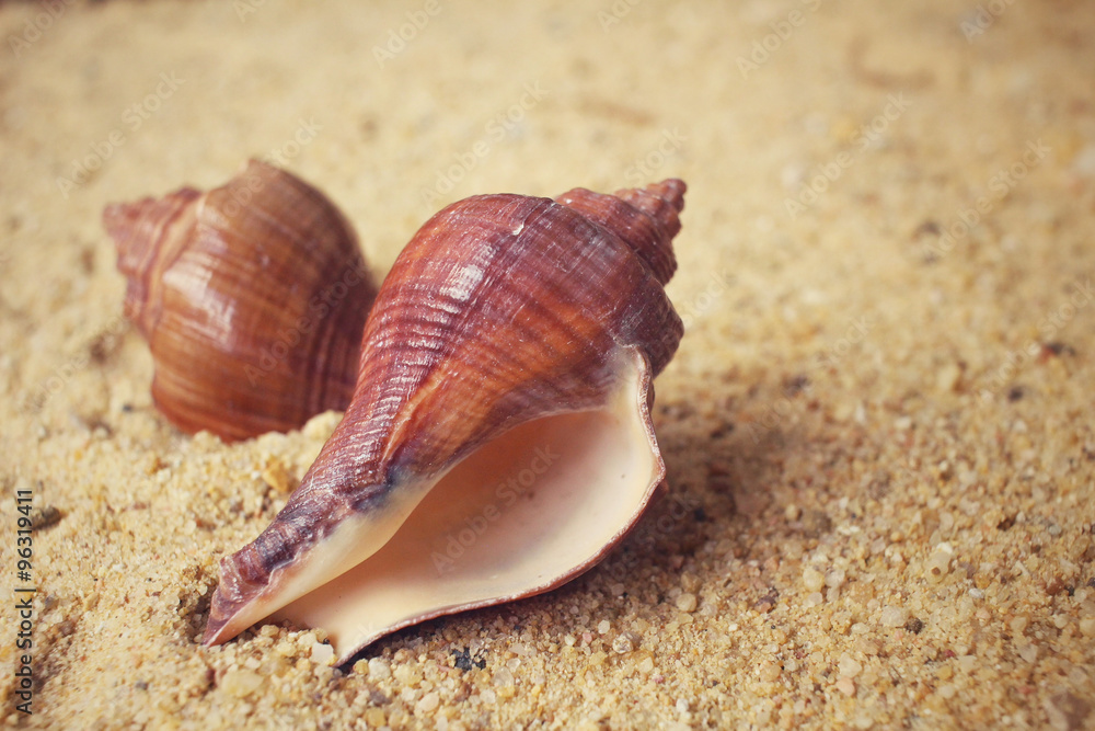 Shells on the beach Shells on the beach