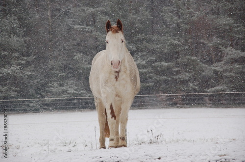 Fototapeta Naklejka Na Ścianę i Meble -  Winteranfang, geschecktes Pferd im Schneesturm