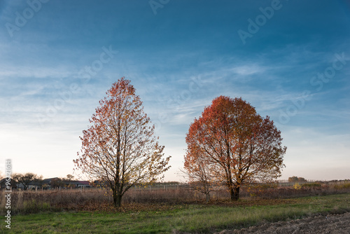 Two trees with red leaves lit by sunsetting sun