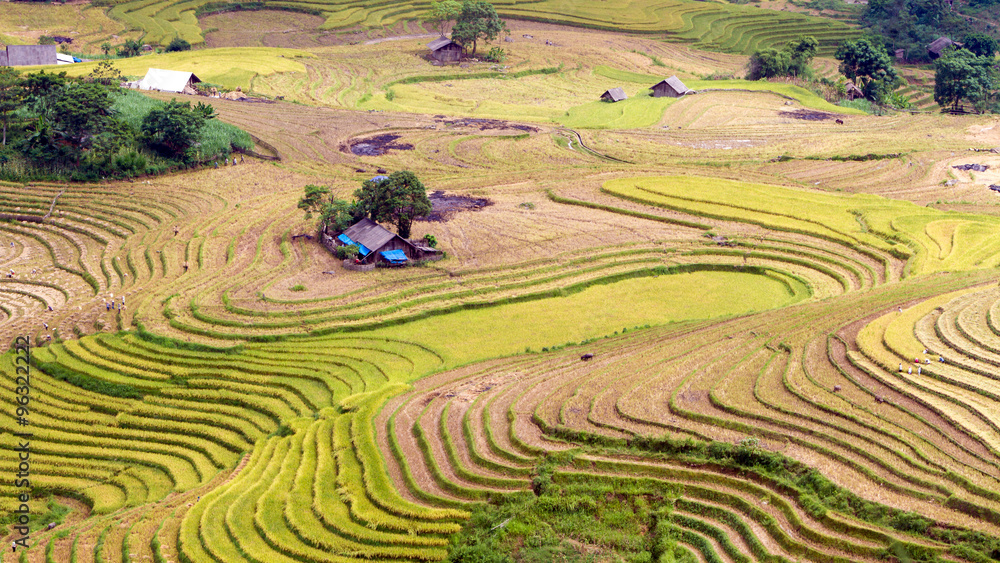Rice fields on terraced of Ha Giang, Vietnam. Rice fields prepare the harvest at Northwest Vietnam