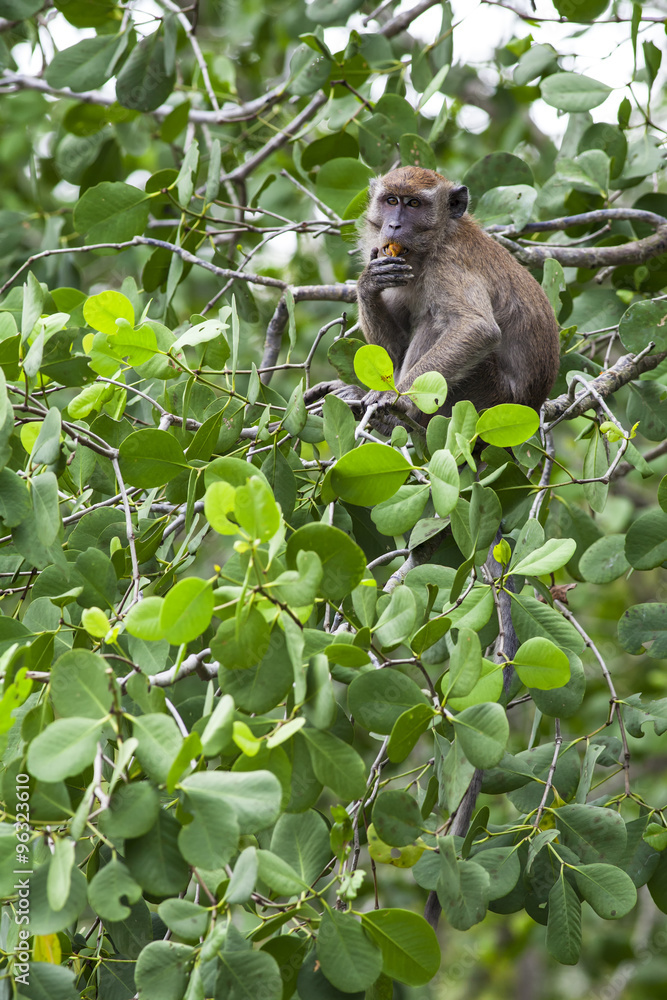 a monkey feeding with wild fruit on mangrove tree branches. a monkey feeding with wild fruit on mangrove tree branches.