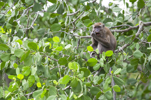 cute monkey on tree branches
