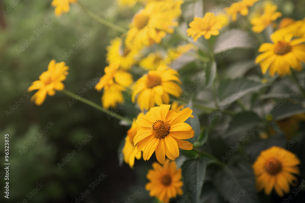 bush of blooming coreopsis flowers bush of blooming coreopsis flowers