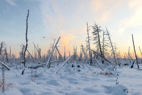 dead forest in winter in Siberian taiga