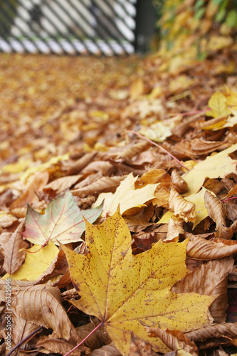 foglie cadute sul viale in autunno