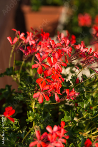 Fototapeta Naklejka Na Ścianę i Meble -  Red pelargonium (geranium) flower, blooming in a garden