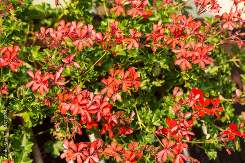 Fototapeta Naklejka Na Ścianę i Meble -  Red pelargonium (geranium) flower, blooming in a garden
