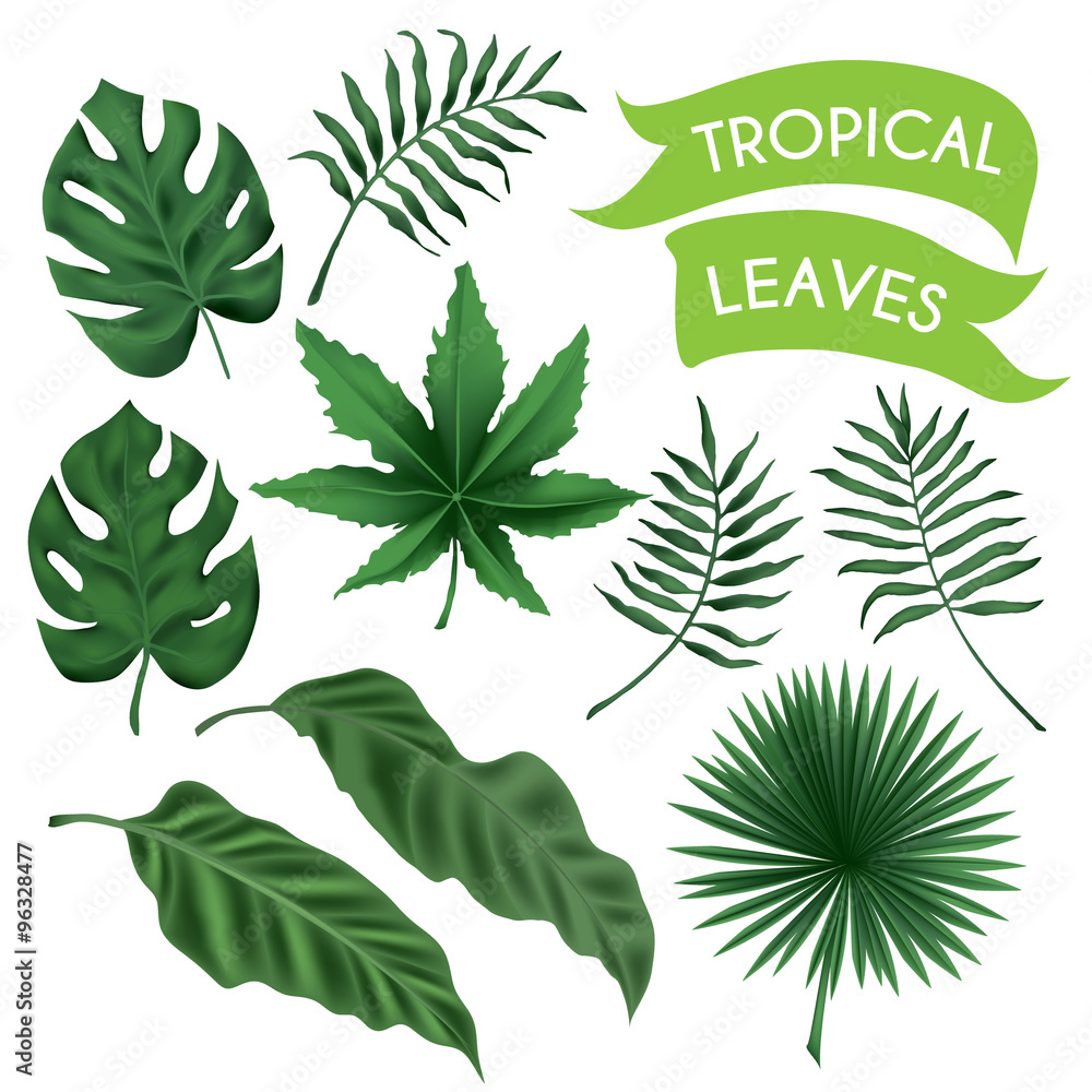 Vector Tropical Leaves Set Stock Vector Adobe Stock Vector Tropical Leaves Set Stock Vector Adobe Stock