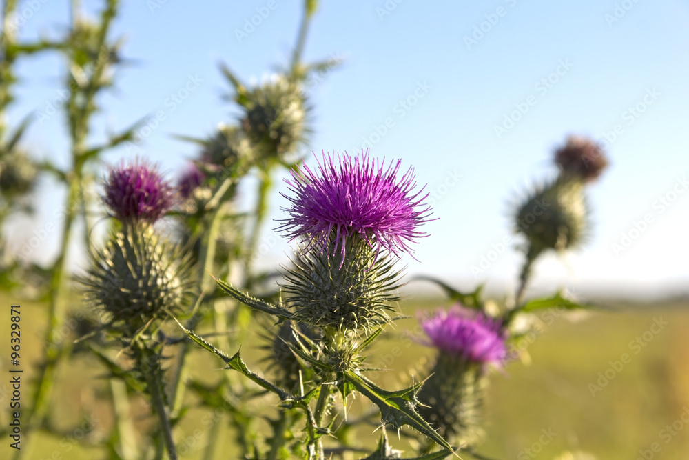 Close-up of a Thistle Close-up of a Thistle