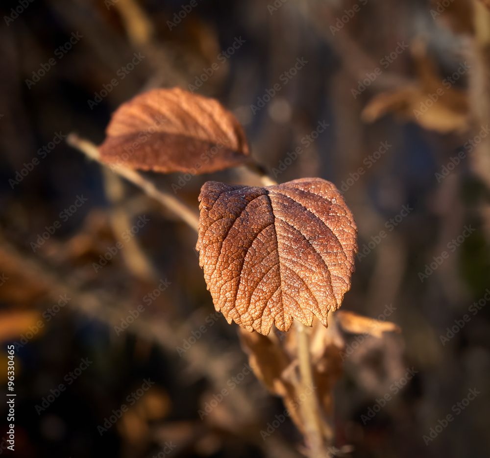 Autumn leaf close-up