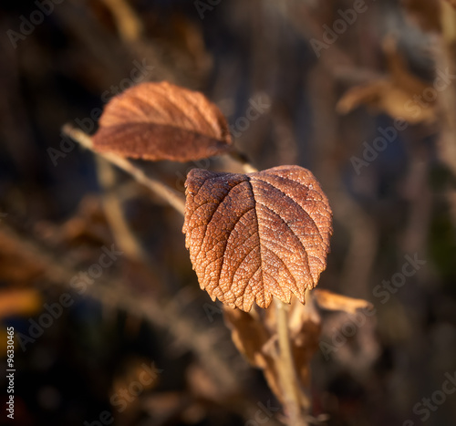 Obraz na płótnie Autumn leaf close-up w salonie