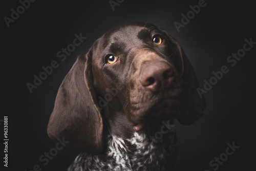 German shepherd dog studio portrait over black background
