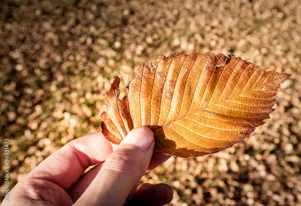 Holding autumn leaf