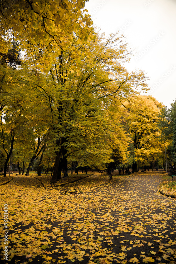 Fototapeta premium Autumn in the city park