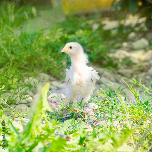 chickens on a grass