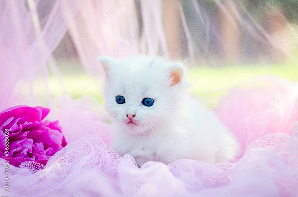 little kitten, outdoor little kitten, outdoor