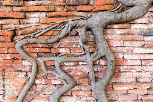 beautiful Wall tree root wat mahathat