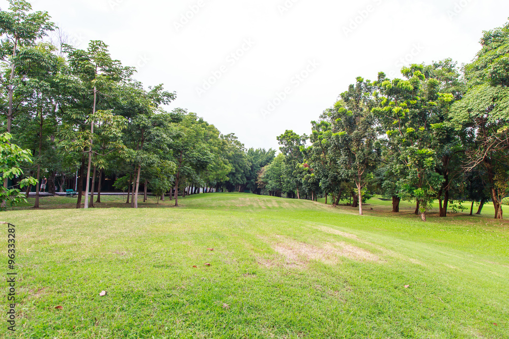 Fototapeta premium field of grass and perfect sky