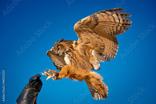 Eurasian Eagle Owl wit dramatically flared wings lands on gloved hand of its handler