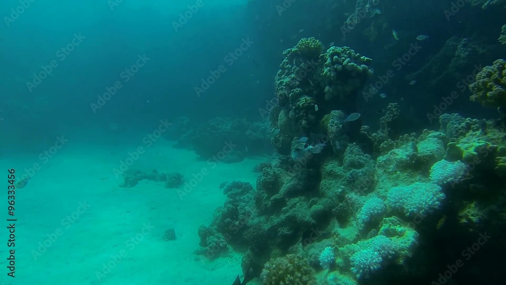 maskenkugelfisch schwimmt im blauen meer
maskenkugelfisch schwimmt im blauen meer