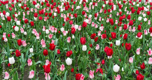 Fototapeta Naklejka Na Ścianę i Meble -  colourful tulips flowers season garden