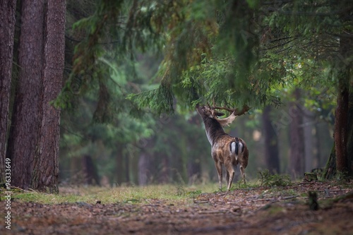 fallow-deer/deer/Czech Republic © photocech